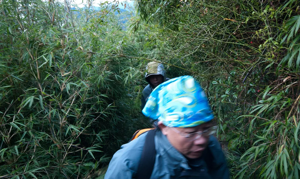 竹林中移動
