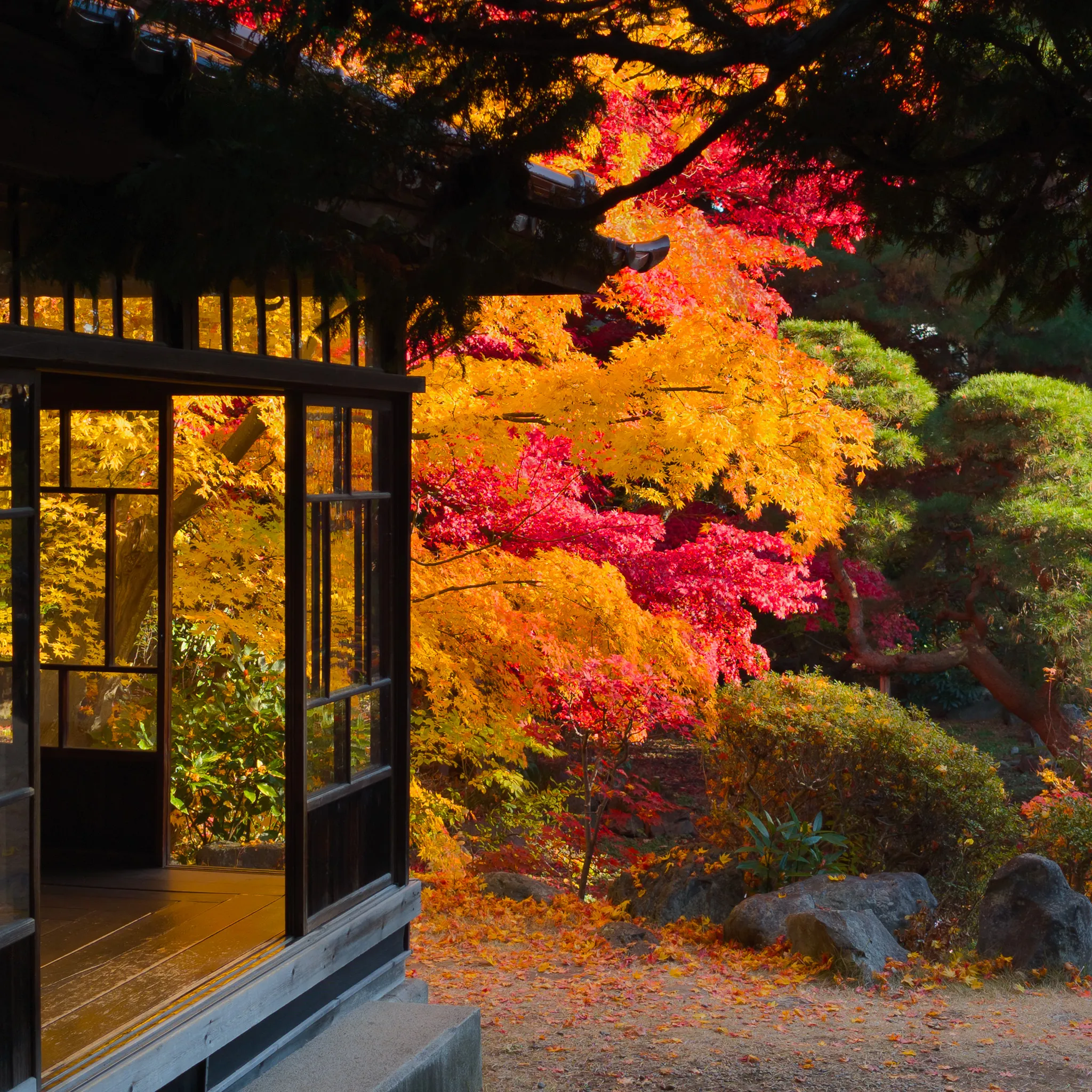 autumn-leaves.jpg