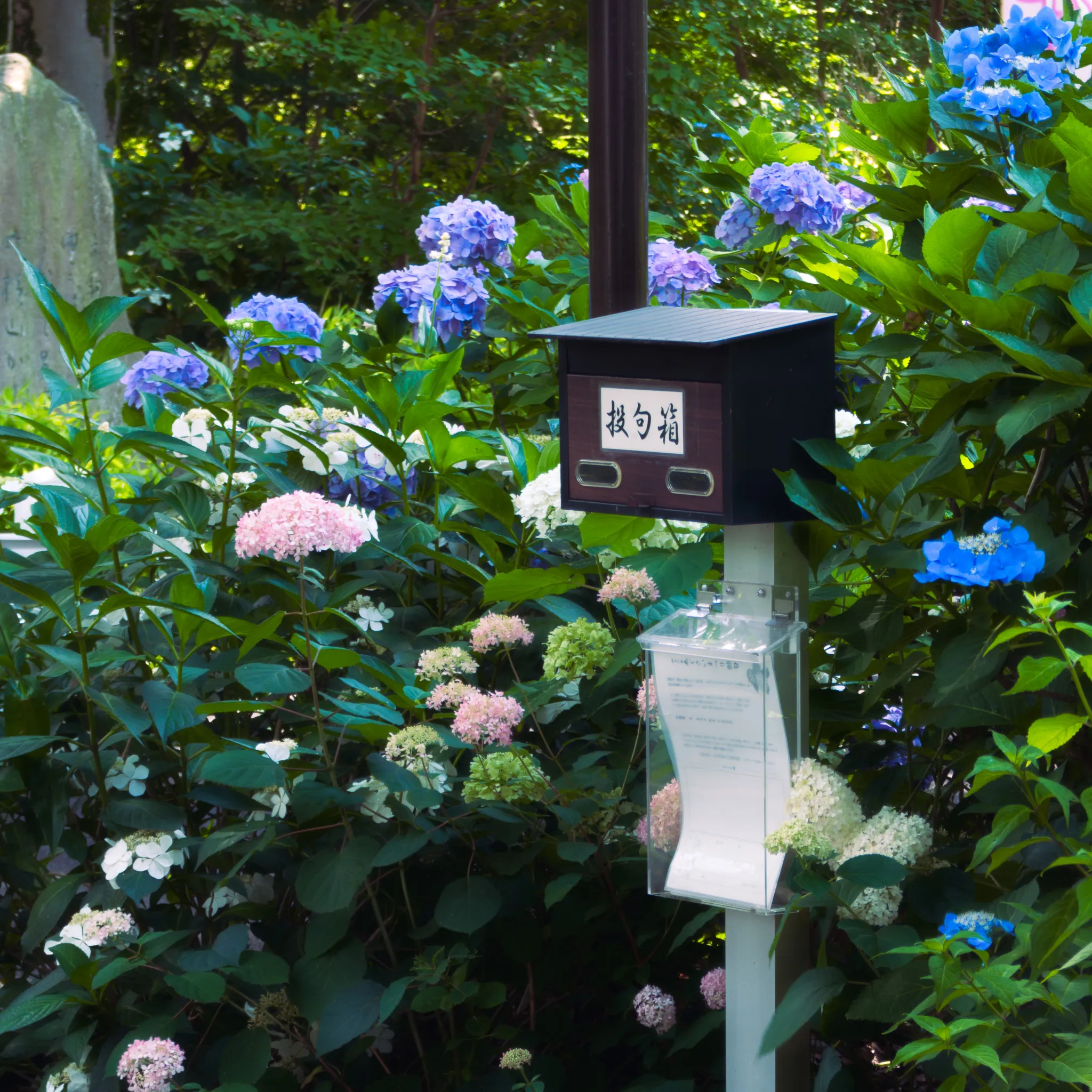 hydrangea.jpg