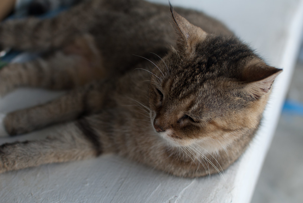 人魚與貓(的貓)