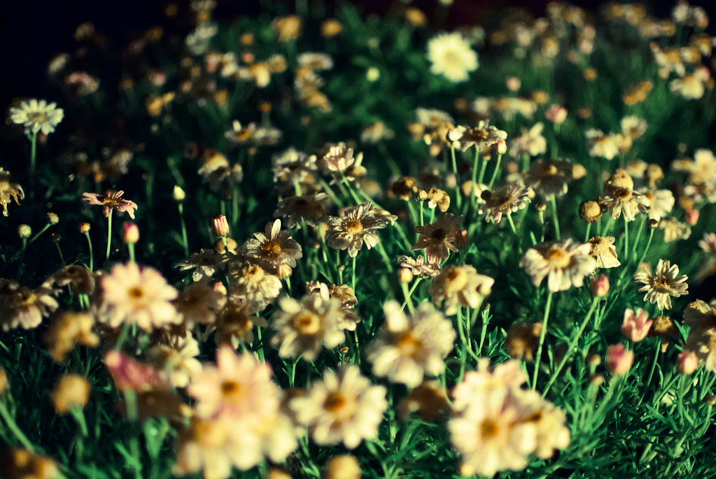 光影下的小花草